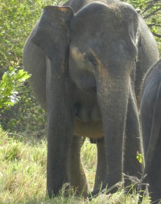 The depigmentation around Baretai's eyes make her look like she's wearing a mask.