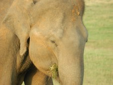 Baretail's casual appearance.