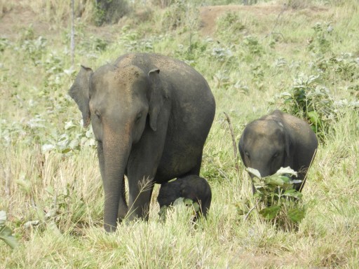 Baretail and a juvenile walk slowly so that the baby, only a few hours old, can keep up.