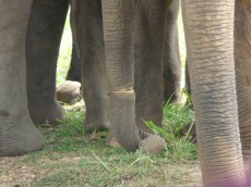 The wire is clearly visible.