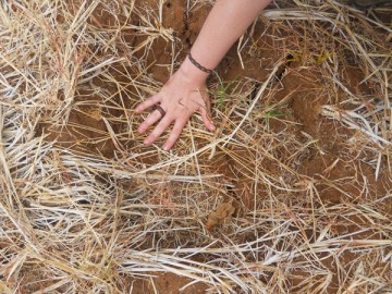 DSCN2695H75.19_eleprint