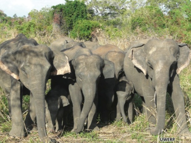 Kanthi (far left) and Kamala (far right) were the most inseparable pair of elephants we saw during the study. Members of their social group, the K unit, were often together whenever they were seen.  Yet not all social units were so tightly knit, with individuals being scattered into small groups quite far apart.