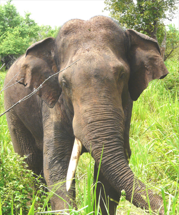 Tusker 209, AKA "Ghost"
