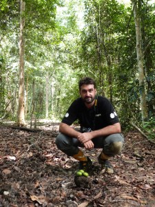 Who dunnit?  Which animals are responsible for planting seeds throughout the forest?