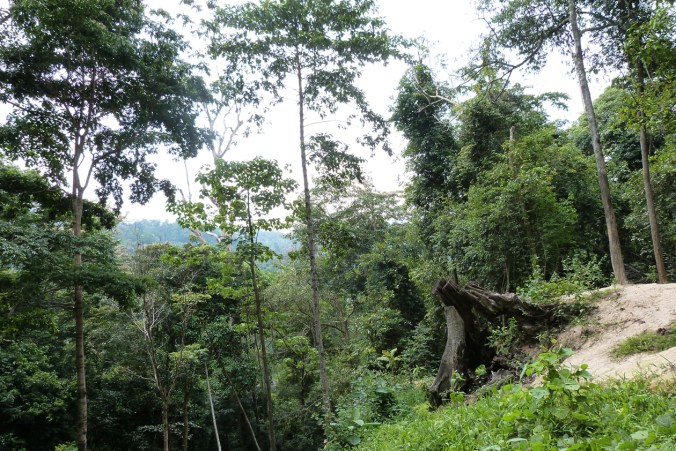 Another version of eden.