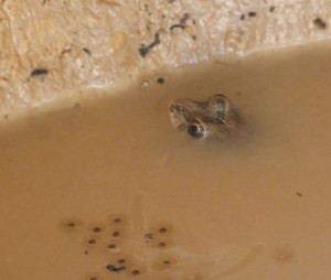 A frog and some eggs in a well dug by elephants.