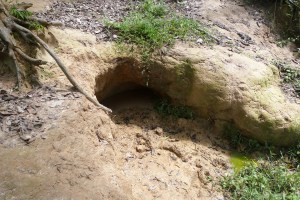 One of a series of wells excavated and visited by elephants.