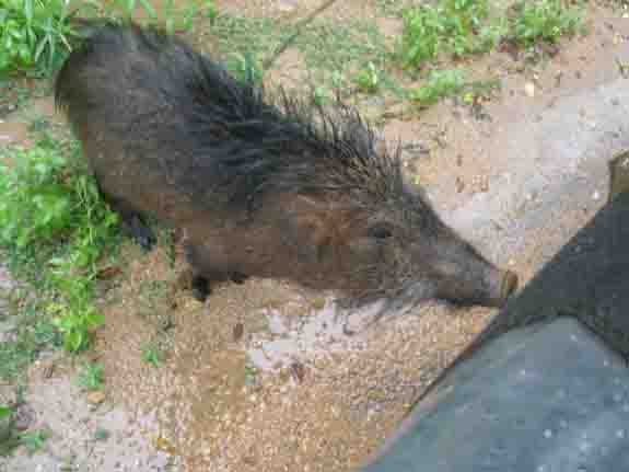Wild boar