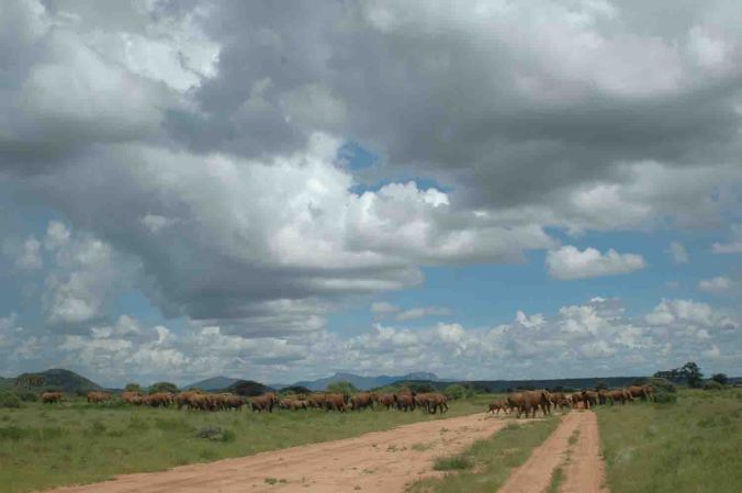 I can just imagine the days when thousands of elephants did this all across Africa.