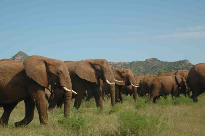 A vast herd marches in unison.