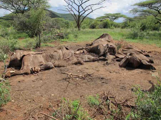 17-12-012 carcasses 029