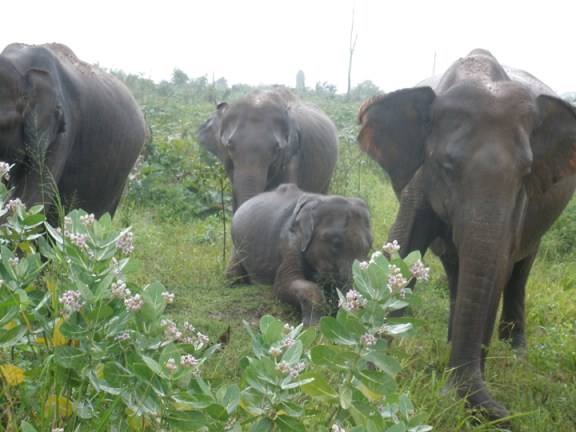 A juvenile plays on a mound.