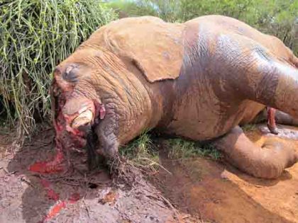 Longishu carcass 010