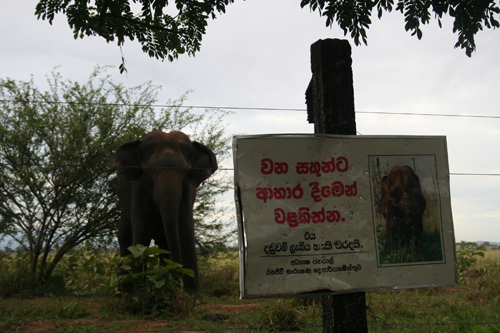 Formerly a common sight in Uda Walawe, an elephant lounges in front of a sign telling people not to feed the wildlife.