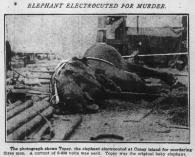 Topsy the circus elephant, electrocuted in 1903 by Thomas Edison's technicians in carrying out her death sentence while demonstrating the dangers of AC current.