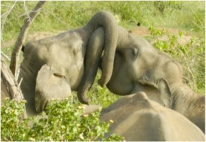 2013: Sub-adults trunk wrestling with [t458] and [c458_12] nearby
