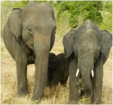 Family portraits: [458] with [c458_12] and [t458] in 2012. 
