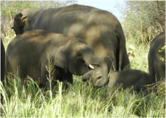 2011: [t458] play fighting with younger calf.  