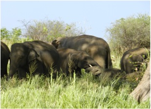 2011: Group taking mid-day shade as [t458] trunk wrestles with younger calf 