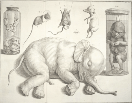 An illustration of the elephant fetus from the Swedish Museum of Natural History referred to by Linnaeus