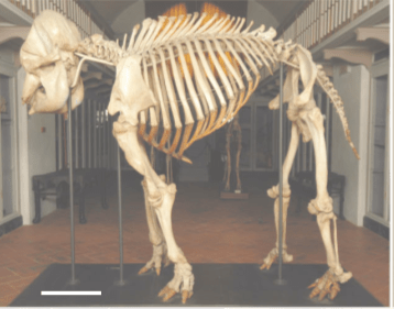 The E. maximus skeleton at the Natural History Museum of the University of Florence, 