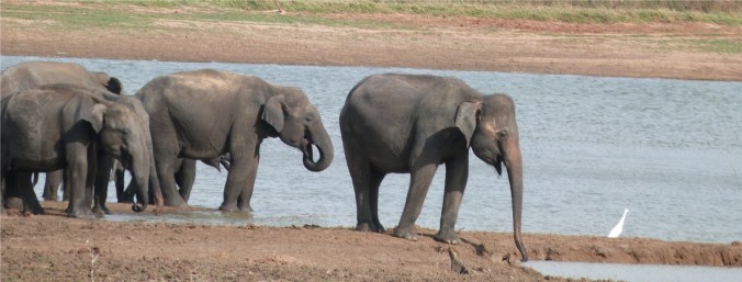 Baretail with the Bs at the Uda Walawe reservoir.