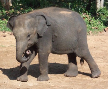 'Pokunu Raja,' a calf rescued by the ETH after falling in a well.