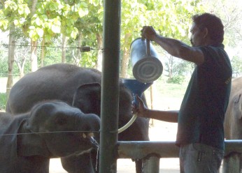 Pokunu Raja getting his his milk at the ETH.