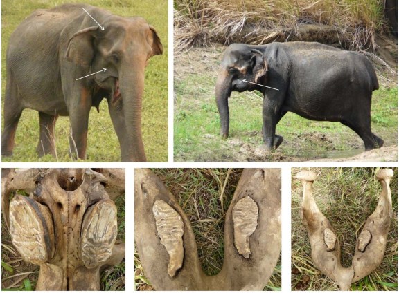 Tailless was one of the venerable elders of our population. She was especially important for this study for two reasons: she was unmistakable even after dying due to her uniquely broken tail, and her jaw was recoverable. The wear on her teeth showed her age to be around 60 or more, meaning female elephants in Uda Walawe can potentially live out their full lifespans.