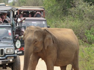 Tushari crossing the road to join Tulita, [802], and the others, as tourists look on in awe