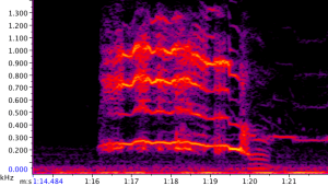 Spectrogram of Tushari’s long-roar-rumble as she crossed back over the road