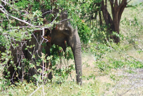 Our targets are elephants resting under trees, like this partially-hidden bull.