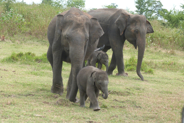 Baretail and Batik with their newborns.