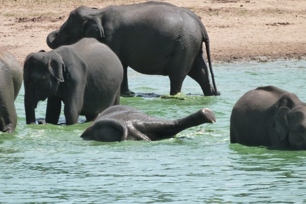 The time-honored sport of water tumbling.