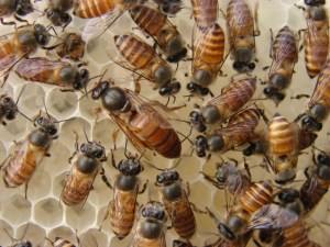 Apis Cerana, Photo by K. Raveendran