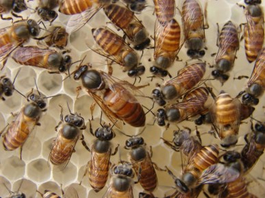 Apis Cerana, Photo by K. Raveendran