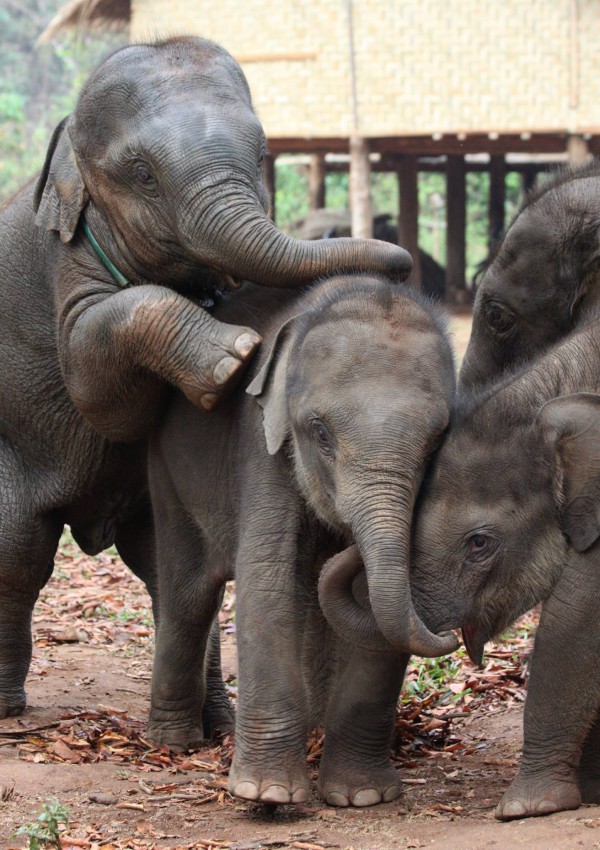 Elephant babies in myanmar