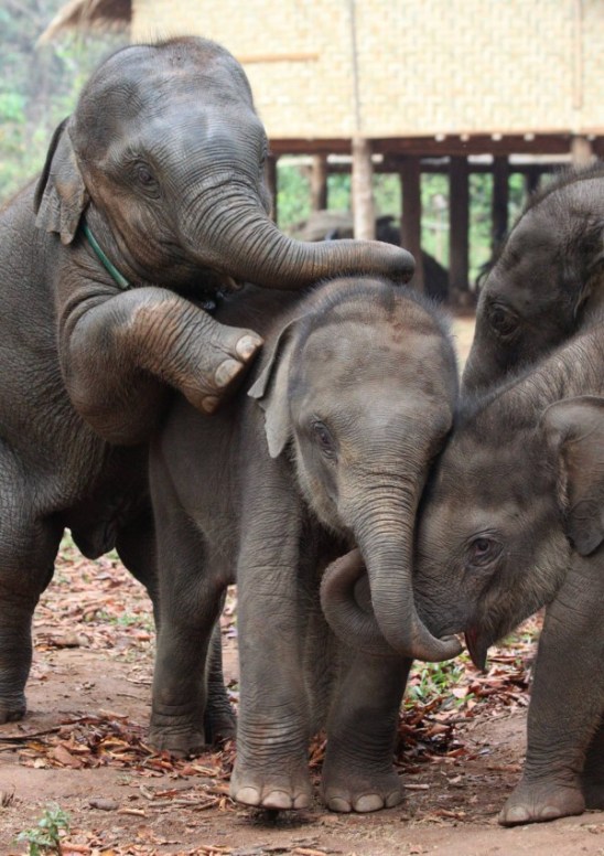 Elephant babies in myanmar