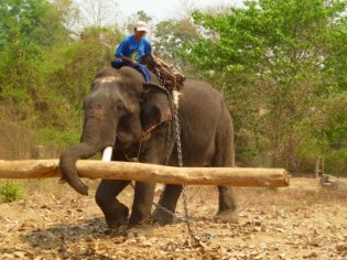 A timber elephant hauls a log in Myanmar. Image courtesy of Hannah Mumby.