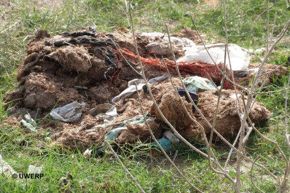 There's ample evidence of garbage being eaten right in the dung.