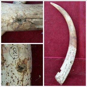 Photo: Pravin Indranama