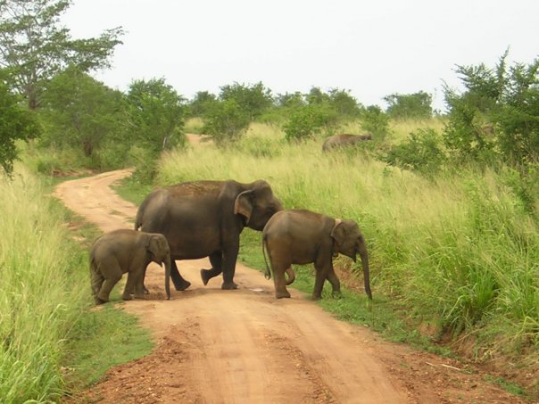 Ethimali (wearing a belt around the neck) with Mahee, a wild adult female and her calf.