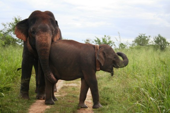 Ethimali alongside an adult bull in 2007.
