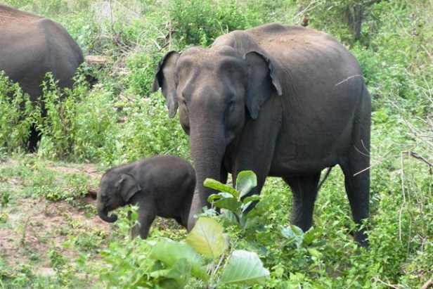 Athimali and her brand new calf in 2016