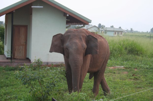 This elephant is on the wrong side of the fence at Uda Walawe National Park.