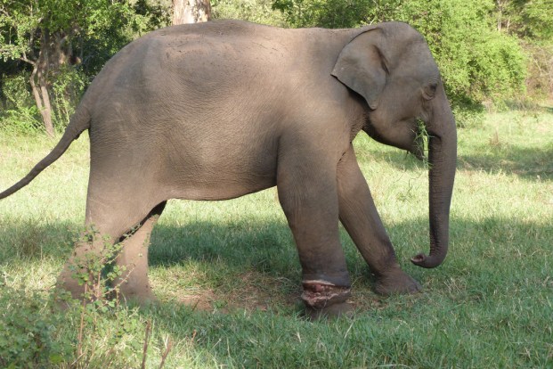 An adolescent at Minneriya National Park with a snare injury on his right foreleg.