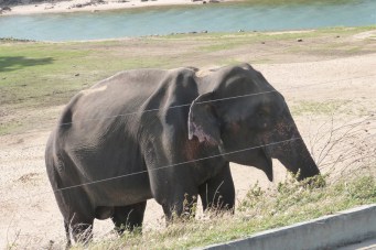 p1430596_m023rb4-end-of-the-musth