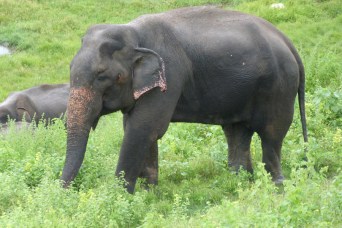 p1570441_m023lb2-musth-2015-may-20