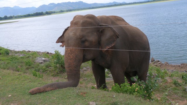 Rambo at his habitual location.