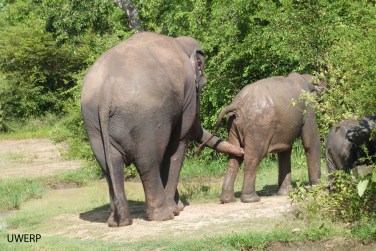 Rambo investigates a young female.